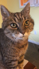 gv_wakeupcat
